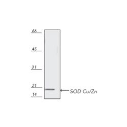 Enzo ADI-SOD-101-E Cu/Zn SOD polyclonal antibody (100 µg)