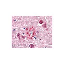 Enzo ADI-SPA-200-D Ubiquitin polyclonal antibody (50 µg)
