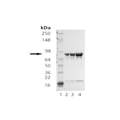 Enzo ADI-SPP-777-D HSP90β (human), (recombinant) (50 µg)