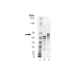 Enzo ADI-SPP-902-D HSF1 (phosphorylated) (human), (recombinant) (His-tag) (50 µg)
