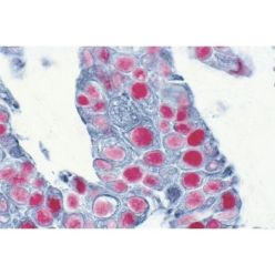 Vector Labs AK-5001 VECTASTAIN® ABC-AP Kit, Alkaline Phosphatase (Rabbit IgG),  1 Kit (1/EA)