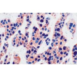 Vector Labs AK-5002 VECTASTAIN® ABC-AP Kit, Alkaline Phosphatase (Mouse IgG), 1 Kit (1/EA)