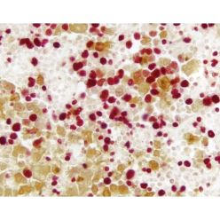 Vector Labs AK-5200 VECTASTAIN® ABC-AP Kit, Alkaline Phosphatase (Universal), 1 Kit (1/EA)