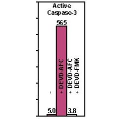 Enzo ALX-201-059-U100 Caspase-3 (human), (recombinant) (active) (100 U)