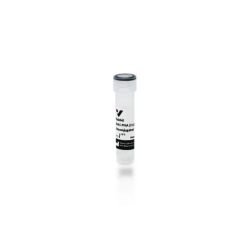 Vector Labs AS-2300-1 Rabbit Anti-Phaseolus Vulgaris Agglutinin (E+L), Unconjugated, 1 mg (1/EA)