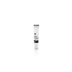 Vector Labs B-1005-5 Concanavalin A (Con A), Biotinylated, 5 mg (1/EA)