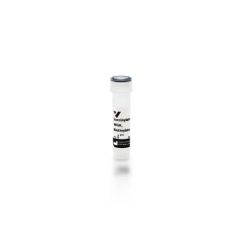 Vector Labs B-1025S-5 Succinylated Wheat Germ Agglutinin (WGA), Biotinylated, 5 mg (1/EA)