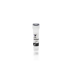 Vector Labs B-1045-5 Lens Culinaris Agglutinin (LCA), Biotinylated, 5 mg (1/EA)