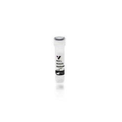 Vector Labs B-1085-1 Ricinus Communis Agglutinin I (RCA I, RCA120), Biotinylated, 1 mg (1/EA)