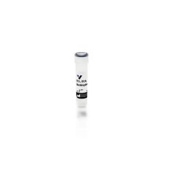 Vector Labs B-1145-5 Erythrina Cristagalli Lectin (ECL, ECA), Biotinylated, 5 mg (1/EA)