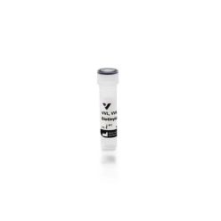 Vector Labs B-1235-2 Vicia Villosa Lectin (VVL, VVA), Biotinylated, 2 mg (1/EA)