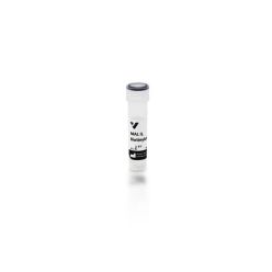 Vector Labs B-1265-1 Maackia Amurensis Lectin II (MAL II), Biotinylated, 1 mg (1/EA)