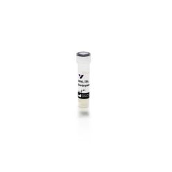 Vector Labs B-1305-2 Sambucus Nigra Lectin (SNA, EBL), Biotinylated, 2 mg (1/EA)