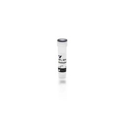 Vector Labs B-1375-2 Narcissus Pseudonarcissus (Daffodil) Lectin (NPL, NPA), Biotinylated, 2 mg (1/EA)