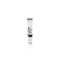 Vector Labs BA-1000-1.5 Goat Anti-Rabbit IgG Antibody (H+L), Biotinylated, 1.5 mg (1/EA)