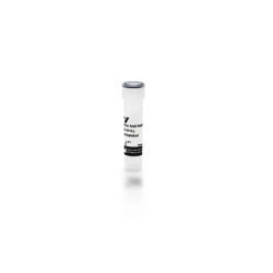 Vector Labs BA-1100-1.5 Horse Anti-Rabbit IgG Antibody (H+L), Biotinylated, 1.5 mg (1/EA)