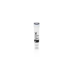 Vector Labs BA-2000-1.5 Horse Anti-Mouse IgG Antibody (H+L), Biotinylated, 1.5 mg (1/EA)