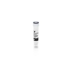 Vector Labs BA-2001-.5 Horse Anti-Mouse IgG Antibody, rat adsorbed (H+L), Biotinylated, 0.5 mg (1/EA)