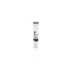 Vector Labs BA-3000-1.5 Goat Anti-Human IgG Antibody (H+L), Biotinylated, 1.5 mg (1/EA)