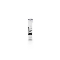 Vector Labs BA-4001-.5 Rabbit Anti-Rat IgG Antibody, mouse adsorbed (H+L), Biotinylated, 0.5 mg (1/EA)