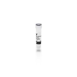 Vector Labs BA-5000-1.5 Rabbit Anti-Goat IgG Antibody (H+L), Biotinylated, 1.5 mg (1/EA)