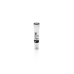Vector Labs BA-6000-1.5 Rabbit Anti-Sheep IgG Antibody (H+L), Biotinylated, 1.5 mg (1/EA)