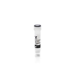 Vector Labs BA-7000-1.5 Goat Anti-Guinea Pig IgG Antibody (H+L), Biotinylated, 1.5 mg (1/EA)