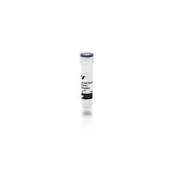 Vector Labs BA-9000-1.5 Goat Anti-Cat IgG Antibody (H+L), Biotinylated, 1.5 mg (1/EA)