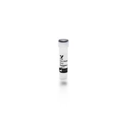 Vector Labs BA-9010-1.5 Goat Anti-Chicken IgY Antibody (H+L), Biotinylated, 1.5 mg (1/EA)