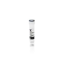 Vector Labs BA-9200-1.5 Goat Anti-Mouse IgG Antibody (H+L), Biotinylated, 1.5 mg (1/EA)