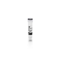 Vector Labs BA-9401-.5 Goat Anti-Rat IgG Antibody, mouse adsorbed (H+L), Biotinylated, 0.5 mg (1/EA)