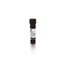 Vector Labs CI-5000-1.5 Rabbit Anti-Goat IgG Antibody (H+L), AMCA, 1.5 mg (1/EA)