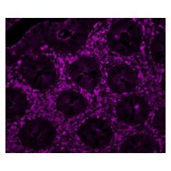 Vector Labs CL-1305-1 Sambucus Nigra Lectin (SNA, EBL), CY5, 1 mg (1/EA)