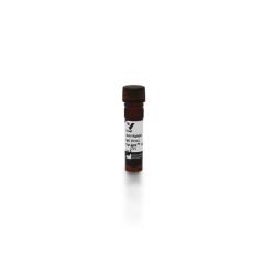 Vector Labs DI-1594-1.5 Goat Anti-Rabbit IgG Antibody (H+L), DyLight™ 594,  1.5 mg (1/EA)