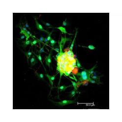 Vector Labs DI-2549-1.5 Horse Anti-Mouse IgG Antibody (H+L), DyLight™ 549, 1.5 mg (1/EA)