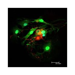 Vector Labs DI-2594-1.5 Horse Anti-Mouse IgG Antibody (H+L), DyLight™ 594, 1.5 mg (1/EA)