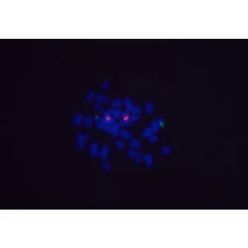Vector Labs DI-7488-.5 Goat Anti-Digoxigenin/Digoxin (DIG) Antibody, DyLight™ 488, 0.5 mg (1/EA)