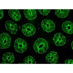 Vector Labs DK-1488 VectaFluor Excel Amplified Anti-Rabbit IgG, DyLight™ 488 Antibody Kit, 1 Kit (1/EA)