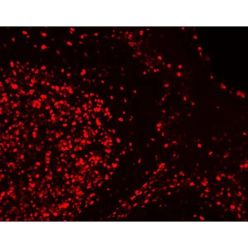 Vector Labs DK-1594 VectaFluor Excel Amplified Anti-Rabbit IgG, DyLight™ 594 Antibody Kit, 1 Kit (1/EA)