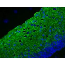Vector Labs DK-2488 VectaFluor Excel Amplified Anti-Mouse IgG, DyLight™ 488 Antibody Kit, 1 Kit (1/EA)