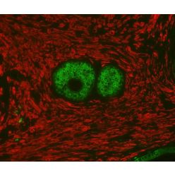 Vector Labs DK-8818 VectaFluor Duet Immunofluorescence Double Labeling Kit, DyLight™ 488 Anti-Rabbit (green), DyLight™ 594 Anti-Mouse (red), 1 Kit (1/EA)