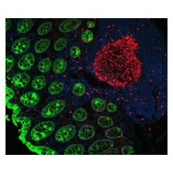 Vector Labs DK-8828 VectaFluor Duet Immunofluorescence Double Labeling Kit, DyLight™ 594 Anti-Rabbit (red), DyLight™ 488 Anti-Mouse (green), 1 Kit (1/EA)