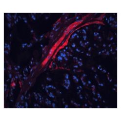 Vector Labs DL-1067-1 Ulex Europaeus Agglutinin I (UEA I), DyLight™ 594, 1 mg (1/EA)
