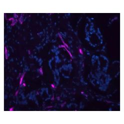 Vector Labs DL-1068-1 Ulex Europaeus Agglutinin I (UEA I), DyLight™ 649, 1 mg (1/EA)
