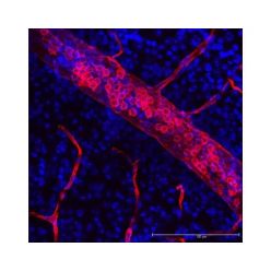 Vector Labs DL-1177-1 Lycopersicon Esculentum (Tomato) Lectin (LEL, TL), DyLight™ 594, 1 mg (1/EA)