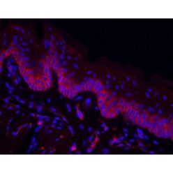 Vector Labs DL-1207-.5 Griffonia Simplicifolia Lectin I (GSL I) isolectin B4, DyLight™ 594, 0.5 mg (1/EA)