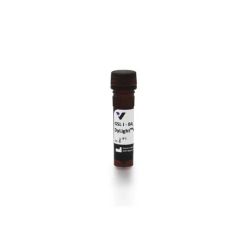 Vector Labs DL-1208-.5 Griffonia Simplicifolia Lectin I (GSL I) isolectin B4, DyLight™ 649, 0.5 mg (1/EA)