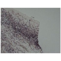 Enzo ENZ-40849 BIO-PROBE® Blur 8 probe (2 µg)