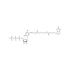 Enzo ENZ-42818 Bio-11-CTP (250 nmol)