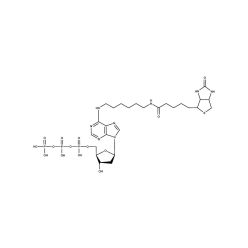 Enzo ENZ-42819 Bio-7-dATP (50 nmol)